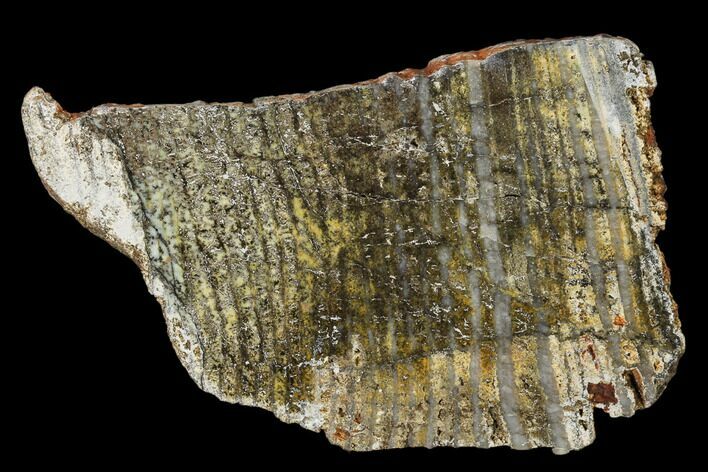 Strelley Pool Stromatolite Slab - Billion Years Old #150684